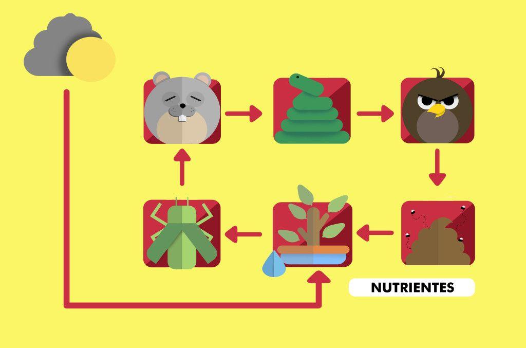 Cadeia alimentar. Ilustração: Todo Estudo.