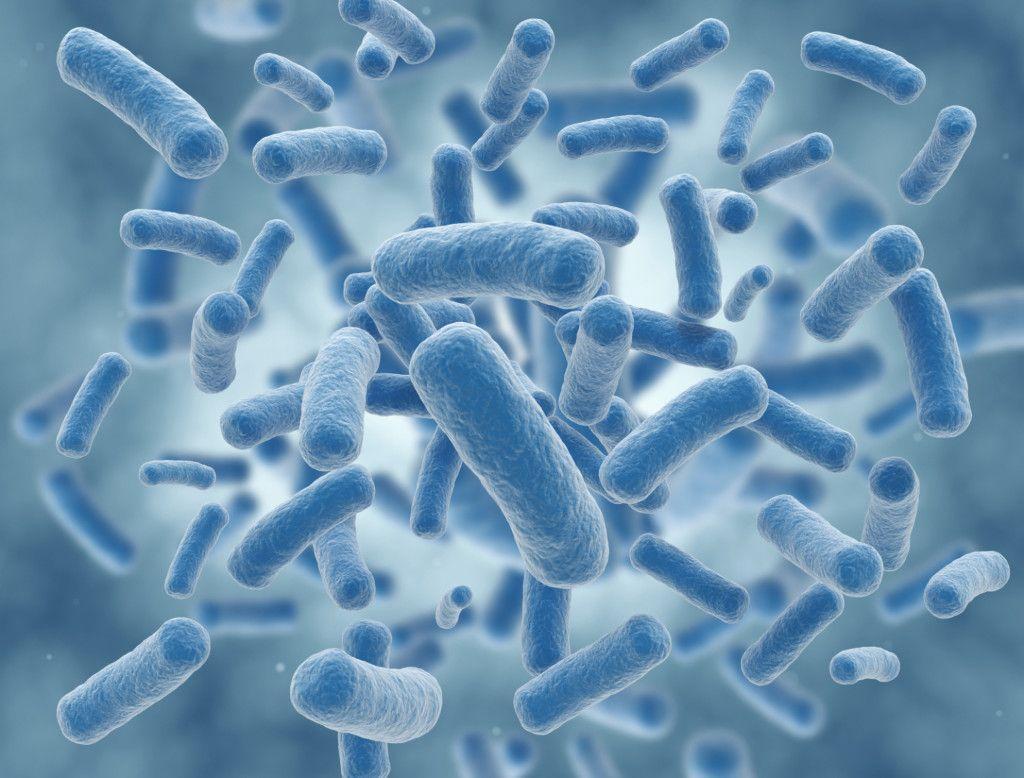 Células bacterianas. Foto: Getty Images.