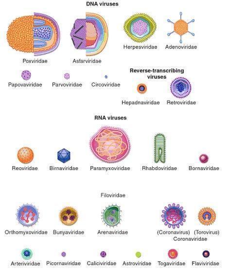 Formatos tamanhos de partículas virais desenhados aproximadamente em escala. (Fonte: CANN, 2012, p.26)