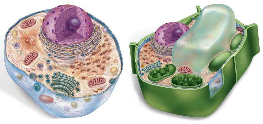 Diferenças entre células animal e vegetal. Ilustração: Reprodução