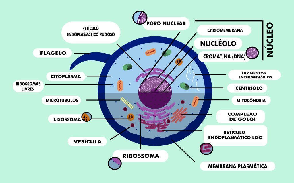 Célula animal. Ilustração: Todo Estudo