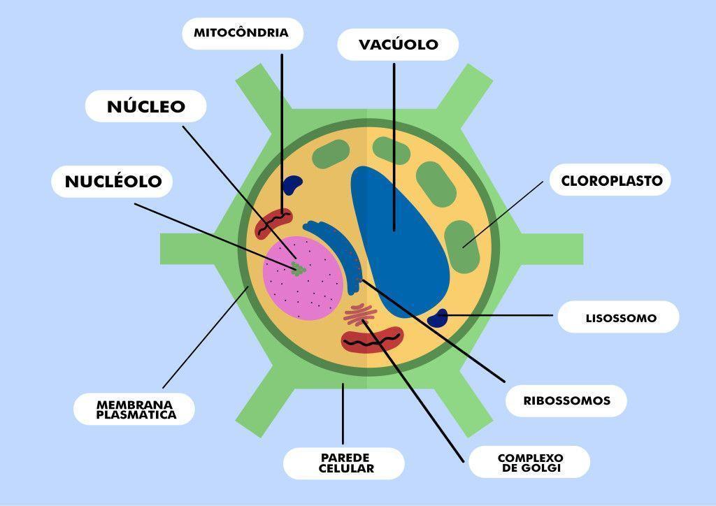 Célula vegetal. Ilustração: Todo Estudo