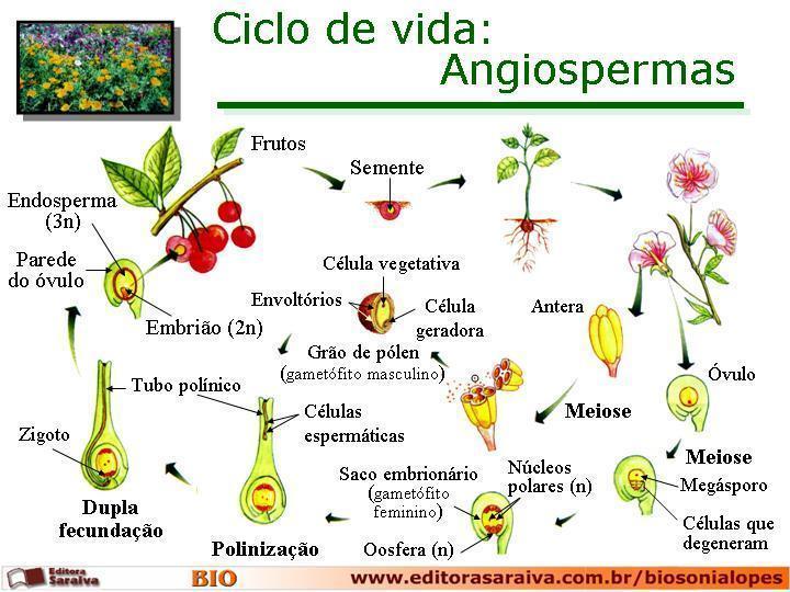 Ciclo de vida das angiospermas. Ilustração: Reprodução
