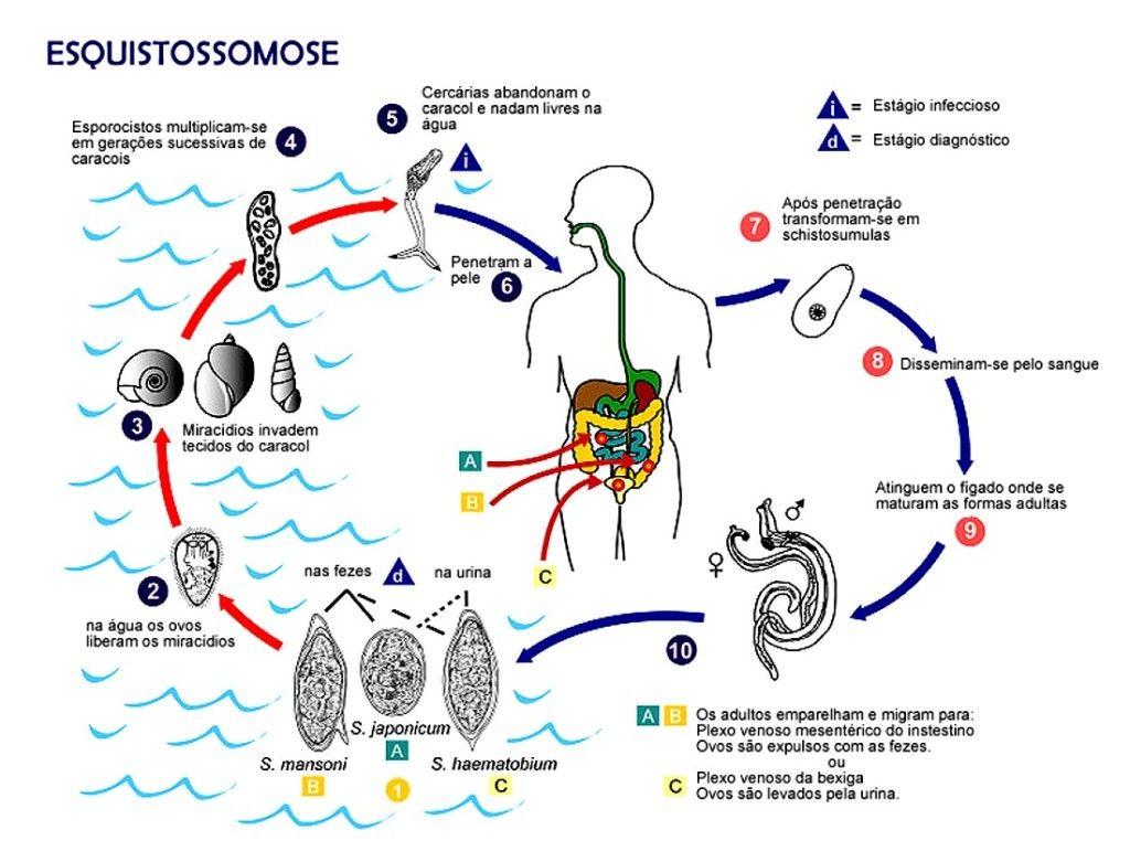 Ciclo Evolutivo do S. mansoni. Ilustração: Reprodução.