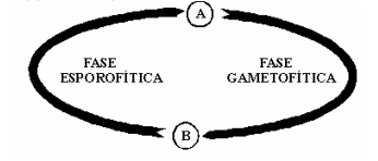faseesporofica