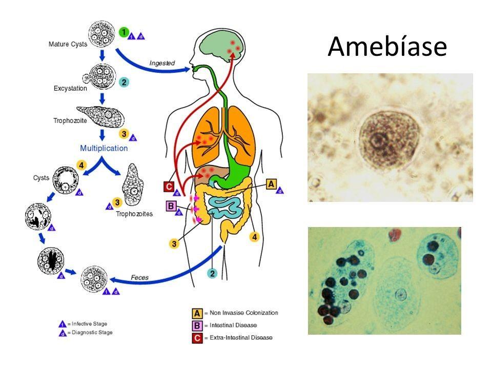 Representação ilustrativa do ciclo de vida da E. histolytica. Fonte: www.cdc.gov