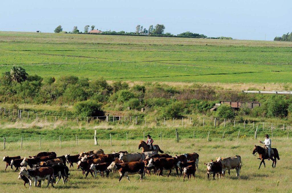 Pampas gaúchos. Foto: Reprodução