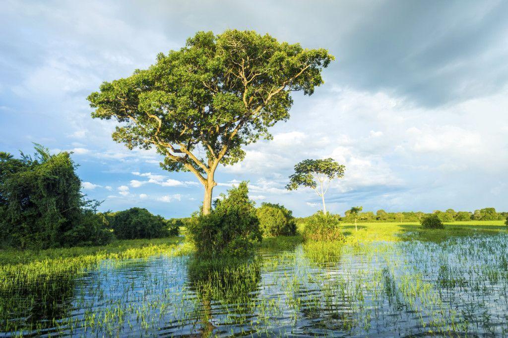 Pantaneirissimo: Maior ninhal do Pantanal tem quase um quilômetro de  extensão