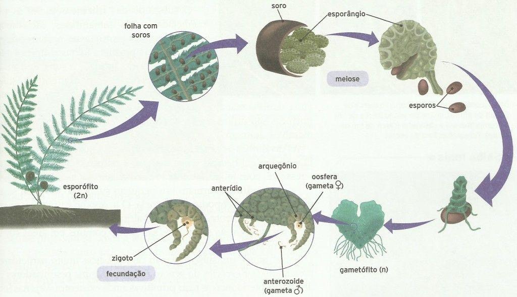 Ciclo reprodutivo das pteridófitas. Ilustração: Reprodução