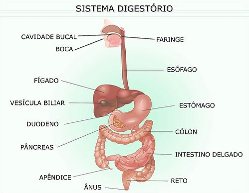 Featured image of post Imagem Do Sistema Digestório / Para que o organismo se mantenha vivo e funcionalmente é necessário que ele receba as glândulas salivares são consideradas anexas do sistema digestório, mas por razões didáticas, dada às suas relações com a cavidade bucal, este é o.