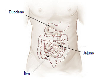 Partes do intestino delgado. Imagem: Wikimedia Commons.