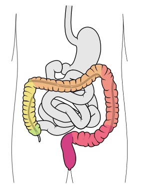 Intestino grosso (em destaque). Imagem: Wikimedia Commons.