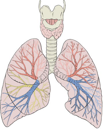 Resultado de imagem para SISTEMA RESPIRATÓRIO IMAGEM