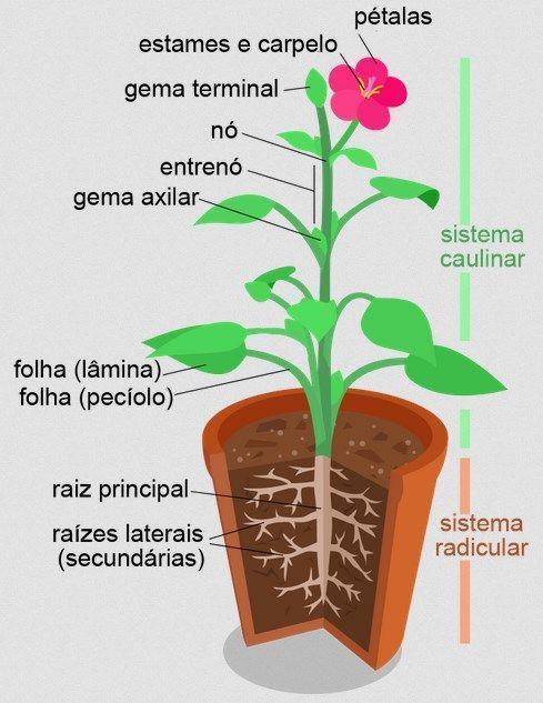 Significado fisiologia