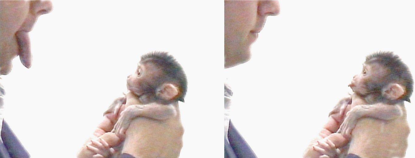 Filhote de macaco imitando expressões faciais. Imagem: Wikimedia Commons.