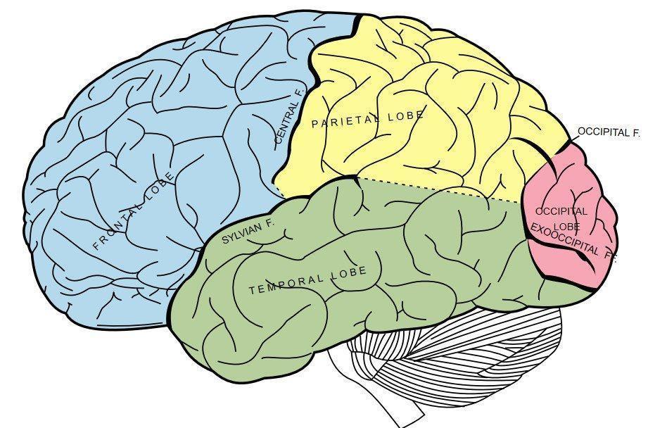 Diagrama de um cérebro humano. Imagem: Wikimedia Commons.