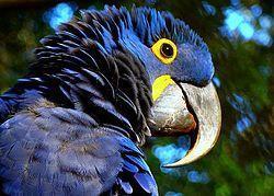 Arara-azul. Fonte: Wikimedia Commons