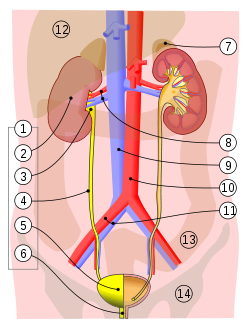 Sistema urinário humano: 2. Rim, 3. Pelve renal, 4. Ureter, 5. Bexiga urinária, 6. Uretra. Imagem: Wikimedia Commons.