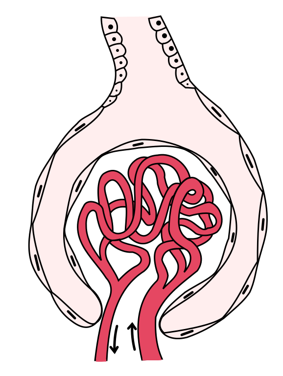 Glomérulo (estrutura em vermelho) e Cápsula de Bowman (estrutura na cor branca). Imagem: Wikimedia Commons.