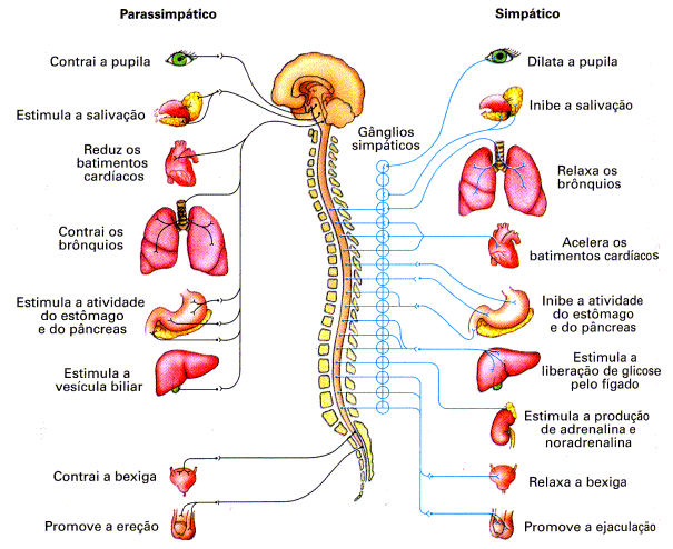 Imagem: afh.bio.br