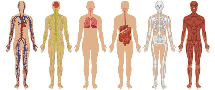 Resultado de imagem para sistemas do corpo humano