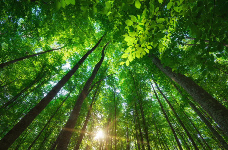 Vegetação do Brasil: conheça nossos 7 tipos de biomas [resumo]