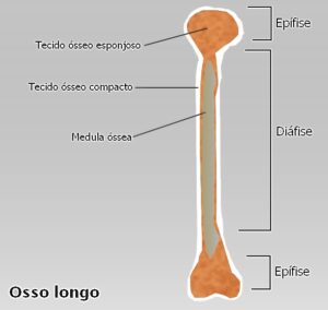 medula óssea