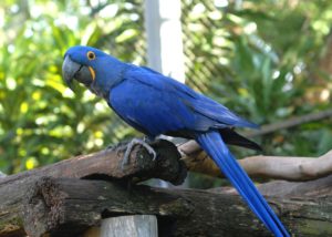 animais extintos no brasil