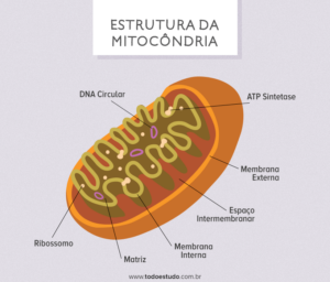 Mitocôndrias Estrutura