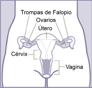 progesterona