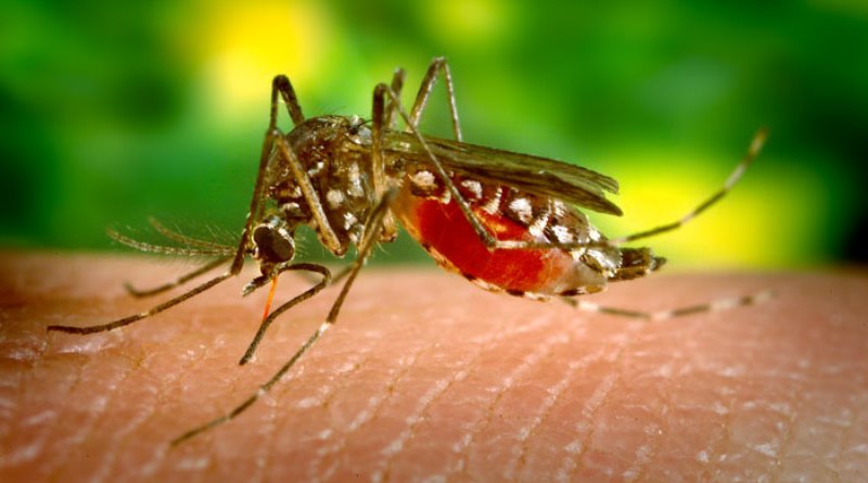 zika vírus