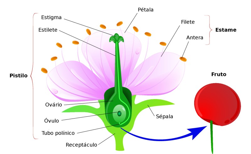 tipos de flores
