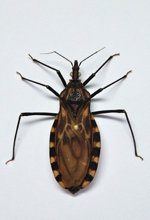 doença de chagas barbeiro