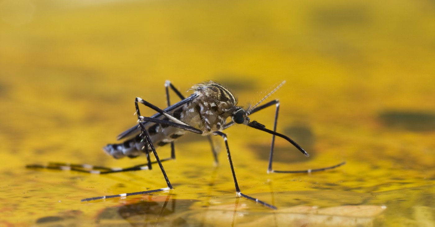 febre amarela mosquito