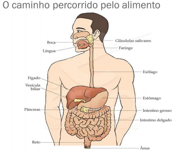 Digestao Processo Onde Comeca E Onde Termina Resumo