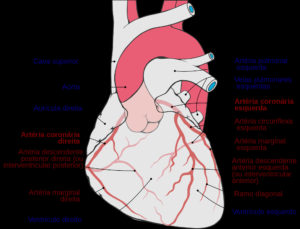 vasos sanguíneos coração