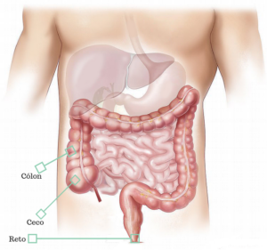 intestino grosso