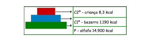 pirâmides ecológicas tipos