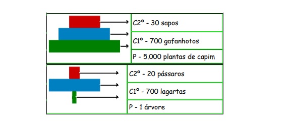 pirâmides ecológicas imagens