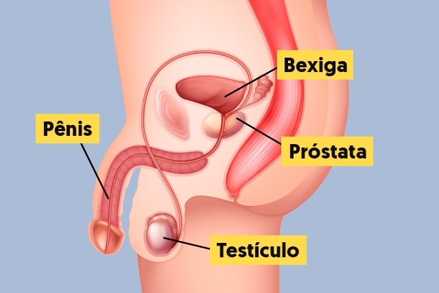 prostata este un organ