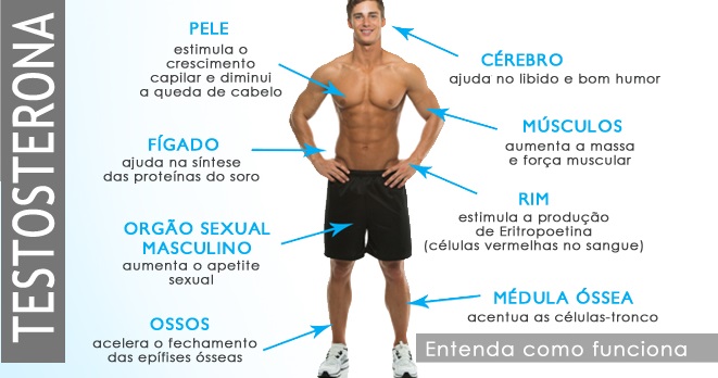 testosterona