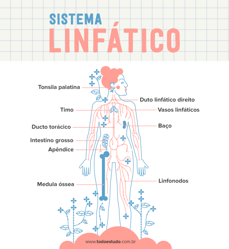 Sistema linfático constituição, funções e cuidados Sistema linfático constituição, funções e cuidados