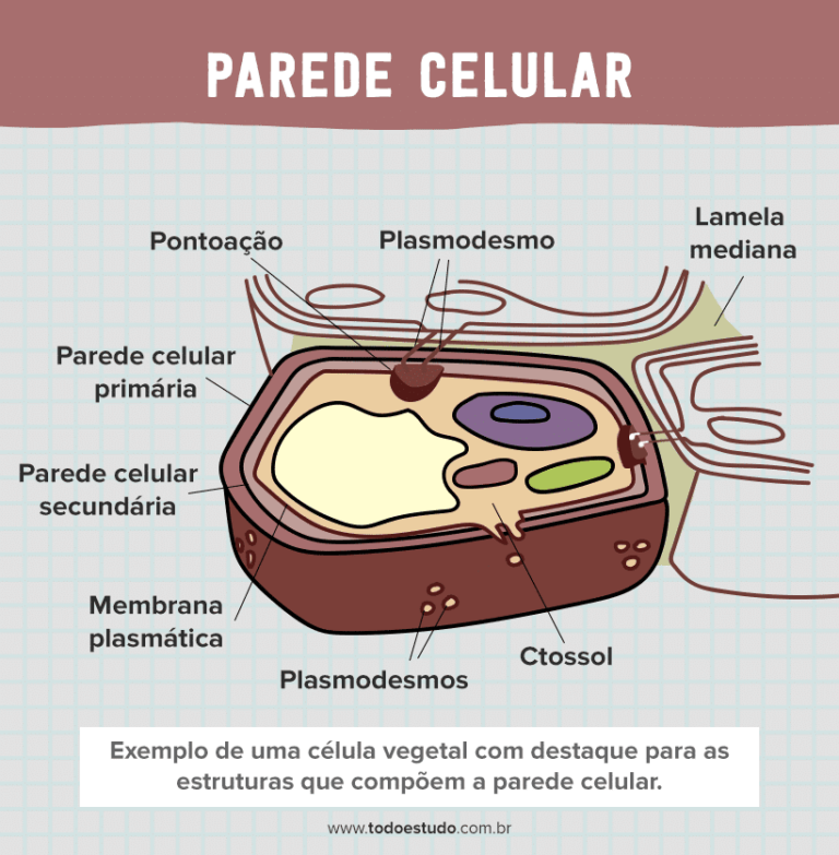 Parede celular: entenda mais sobre este componente da célula vegetal