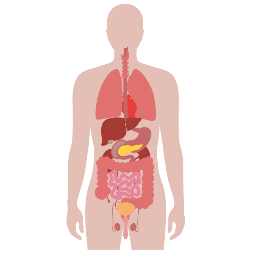 Органы желудок кишечник печень. Внутренние органы человека мочевой пузырь. Силуэт человека с органами. Силуэт человека с внутренними органами. Силуэт человека с внутренними органами для детей.