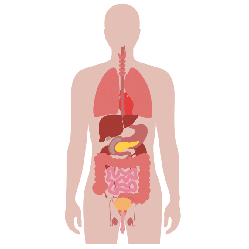 Внутренние органы человека мочевой пузырь. Силуэт человека с органами. Силуэт человека с внутренними органами. Силуэт человека с внутренними органами для детей.