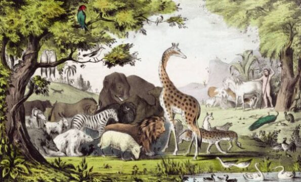 Zoologia: veja mais sobre a ciência que estudas os animais