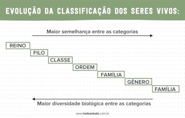 Classificação dos seres vivos: conheça como é feita