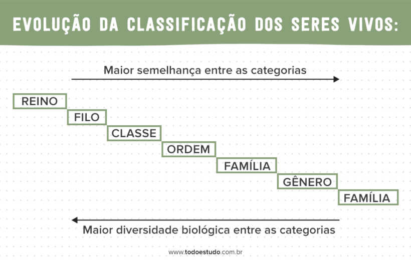 Classificação Dos Seres Vivos Conheça Como é Feita 2022