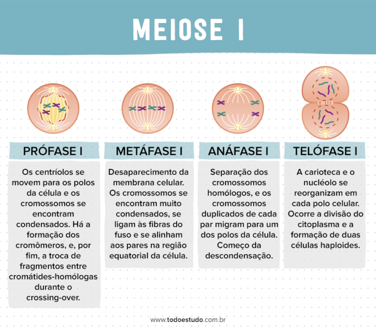 Mitose e meiose entenda quais são as diferenças entre os processos