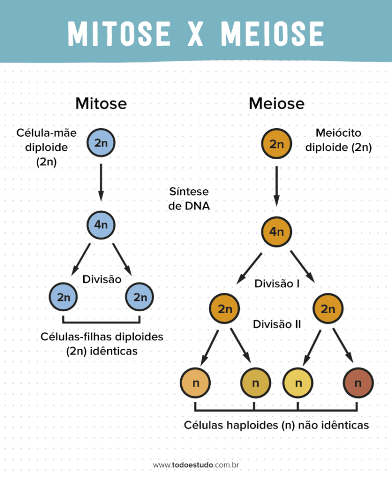 Mitose e meiose entenda quais são as diferenças entre os processos Mitose e meiose entenda quais são as diferenças entre os processos
